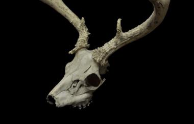 Blacktail deer Odocoileus hemionus