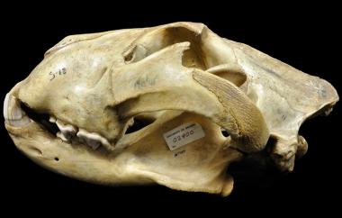 African lion skull