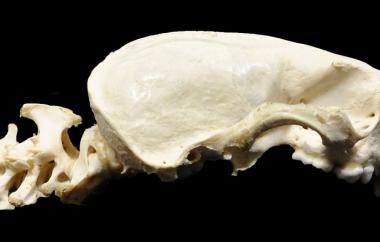 Sea otter, right lateral view