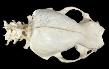 Sea otter, dorsal view