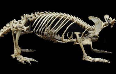 Platypus, Oncorhinchus anatinus