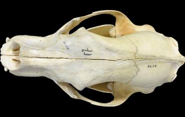 Polar bear, dorsal view
