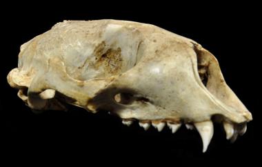 Harbor seal, right lateral view