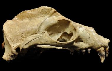 Seal lion male, right lateral view