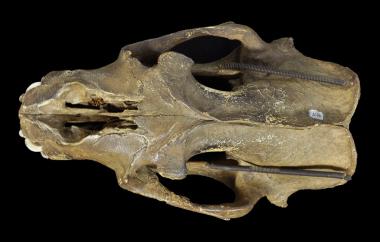 Seal lion male, dorsal view