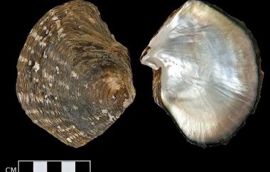 Pacific Pearl-Oyster