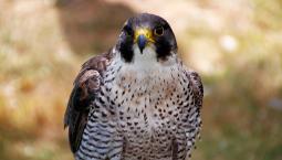 peregrine-falcon-3616708_1920.jpg