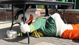 Oregon Duck under a table holding on