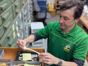 Todd looks appreciatively down at drawer full of faunal specimens