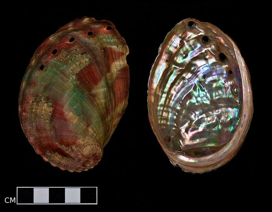 Pinto abalone
